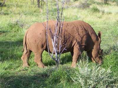 南非野生动物 南非野生动物