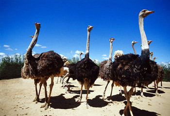 奥茨霍恩的鸵鸟 奥茨霍恩的鸵鸟