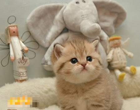 嘻嘻小猫 10323013_957527.jpg