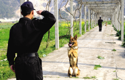 公安部门特殊的力量 警犬