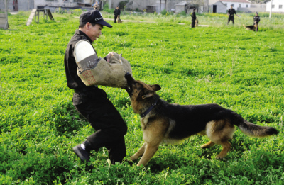 警犬基地教官陶晓林介绍,警犬日常进行体能,基础和使用科目和生活训练