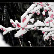 傲之雪