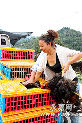 因为刚好有一位客户来买鸡