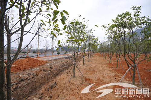 鳌江火车站站前路绿化工程