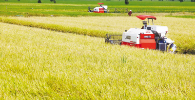 决定推出“三定”举措 种粮大户的“心病”医好了--瑞安网