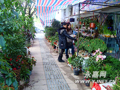 春节临近 花卉市场别样红