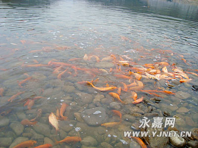 3万多斤鱼苗将放流楠溪江