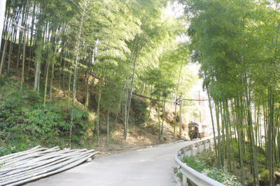 卓庄村漫山遍野都是毛竹