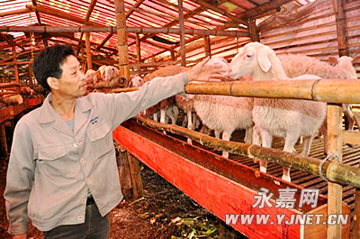 桥下镇冒出一个“与众不同”的羊场