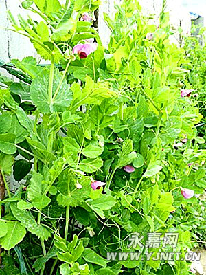 蚕豆春季管理技术措施-蚕豆,公斤,花期,每亩,生