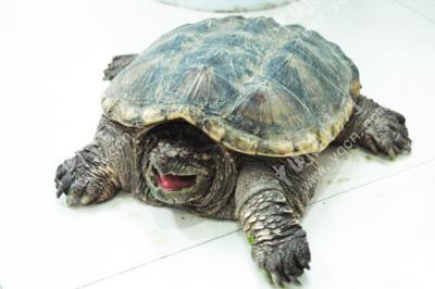 大鳄龟不能随意放生-鳄龟-乐清网