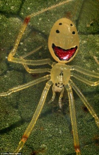 蜘蛛也卖萌!夏威夷笑脸蛛身长仅6毫米