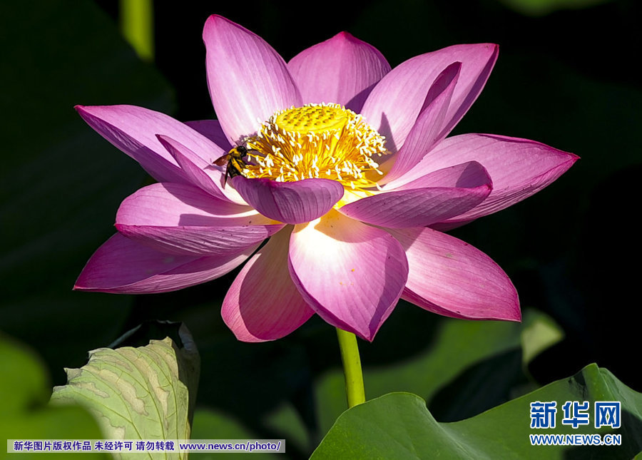 荷花盛开的季节