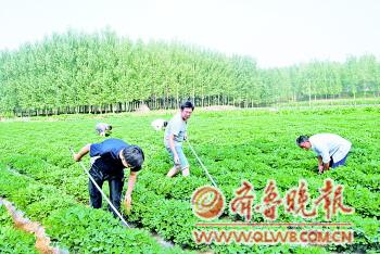 ɽ��60��ȱ�����㾭������ɲ���ũ���������