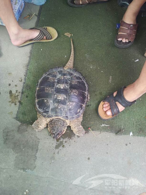 鳌江墨城一市民捡到一只13斤重乌龟--平阳网