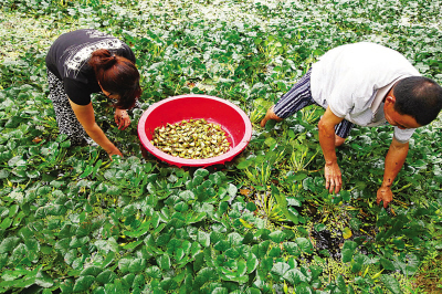 今年,全山种植菱角近100亩.   据村民介绍,菱