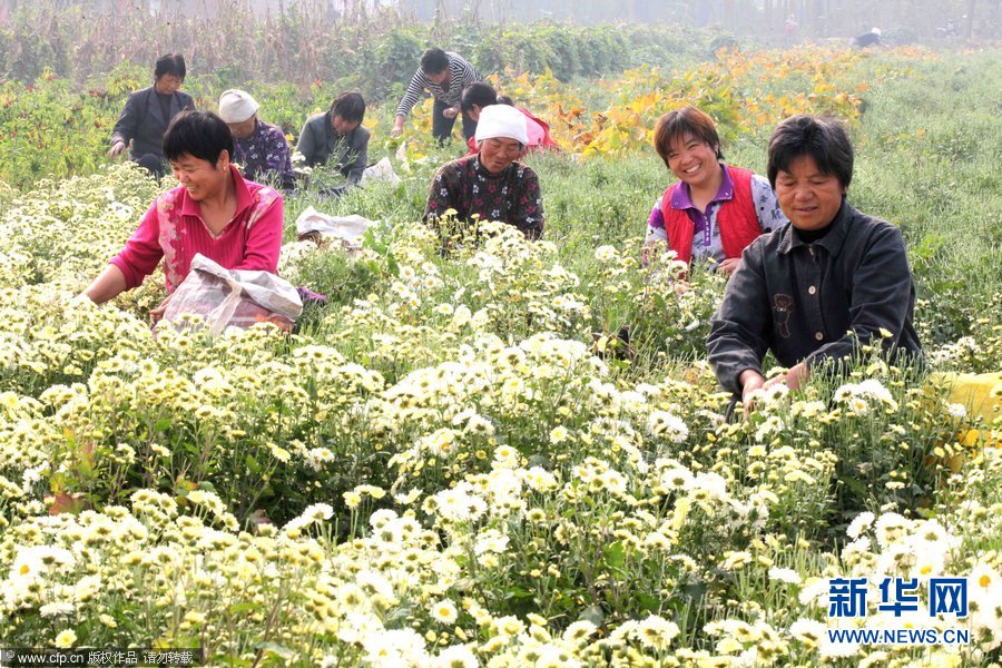 安徽省亳州市谯城区十九里镇李新楼村药农在采摘杭白菊