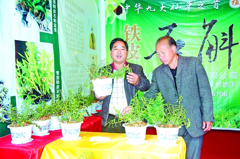 [三明日报]还魂草,从悬崖来到大棚 --金盛源仿野