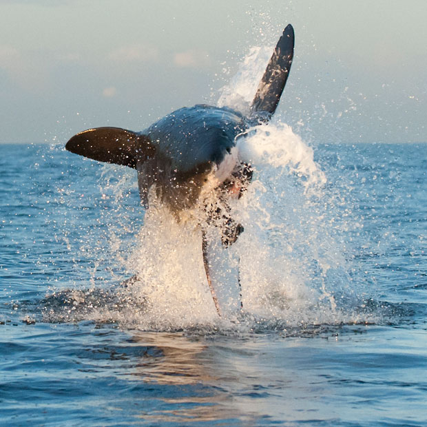 惊现大白鲨捕食海豹瞬间