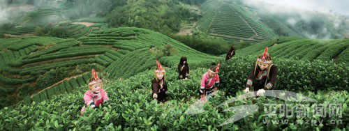 水头：美丽田园新希望