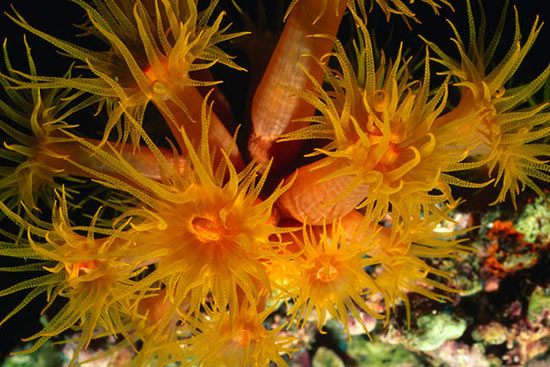 tubastrae hard coral——昆士兰州,大堡礁