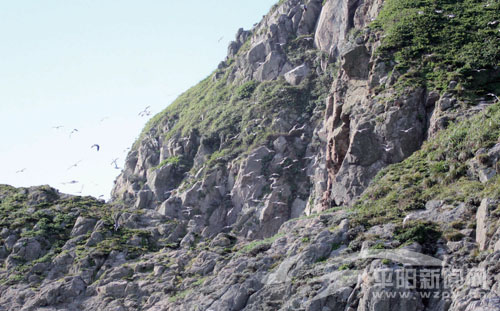 鳌江：南麂有个鸟岛 每年引上万候鸟驻足
