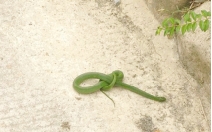 cruru1023上传的菜花蛇图