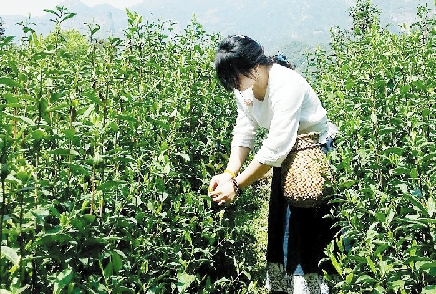 茶农在采摘茶叶(资料图片)