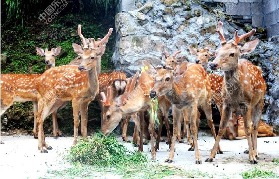 致富有“鹿” 现割鹿茸受青睐