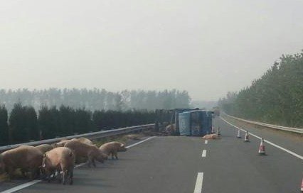 �������෭ 30ͷ����������5Сʱ(ͼ)