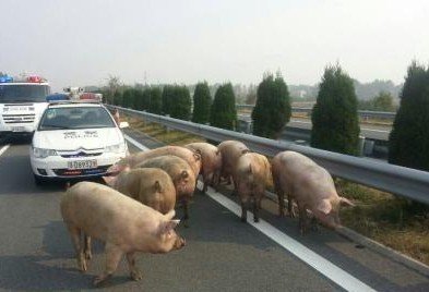 �������෭ 30ͷ����������5Сʱ(ͼ)