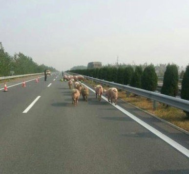 �������෭ 30ͷ����������5Сʱ(ͼ)