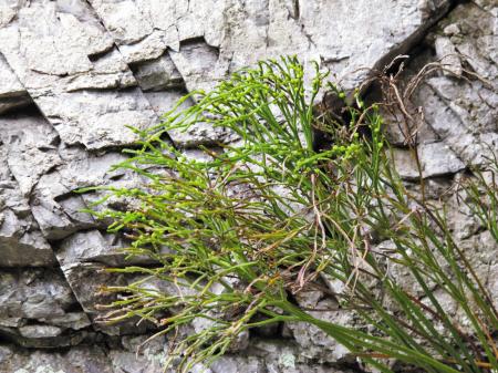 宁波首次发现3亿年前泥盆纪的“活化石”植物