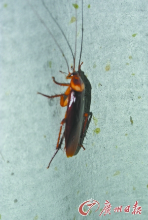 ��Сǿ���ġ���Ϯ�������ɱ�׬Ǯ���� ����ҩ����ʳ��