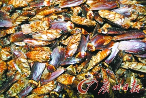 ��Сǿ���ġ���Ϯ�������ɱ�׬Ǯ���� ����ҩ����ʳ��