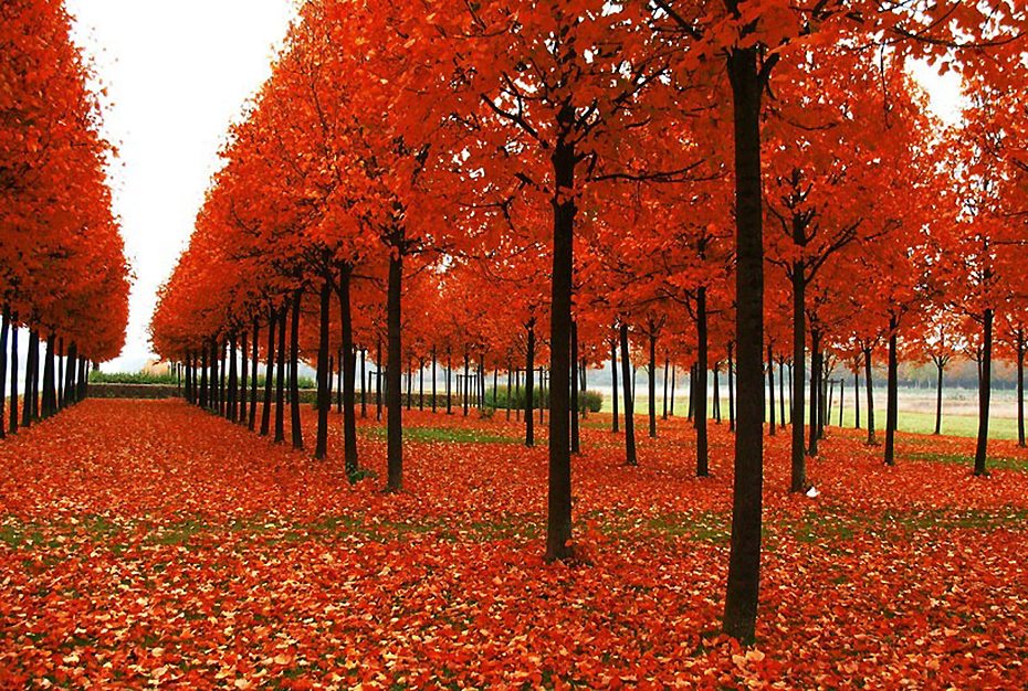 图-绚丽多彩,秋天的,autumn,fall,并不知道