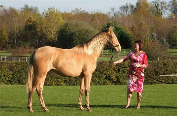 "土豪金"马 英国女子培育出唯一纯血统金鬃战马