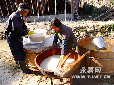 我县山区番薯淀粉飘香