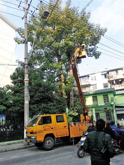 适合种在空旷处的木棉 却种在小区高压电线旁