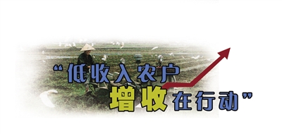 农户家的小娘子_低收入农户奔小康(2)