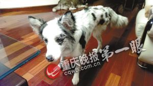 主人骂走残疾狗天天都后悔 称愿付千元寻回(图)