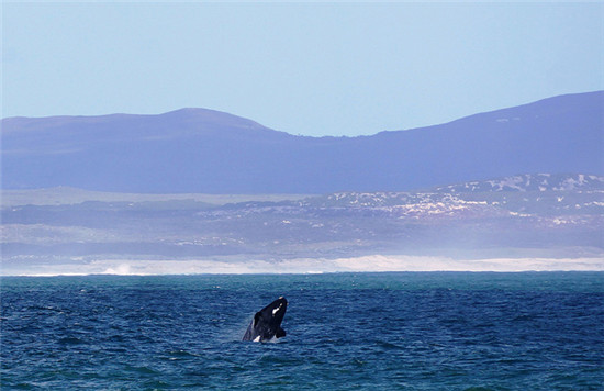 世界十大鲸鱼排行榜_世界十大观鲸地可以近距离观看鲸鱼的最佳地点(2)