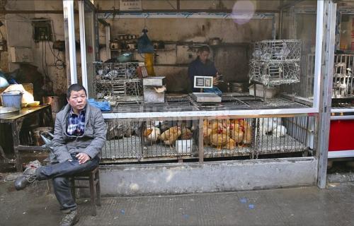 昨天,市区瓦市农贸市场活禽摊位销售清淡,摊主代师傅闲坐在店门口.