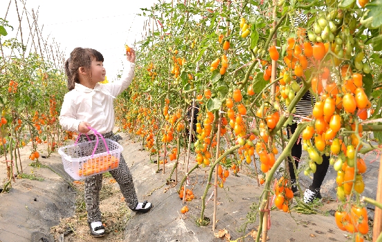 七彩番茄上市