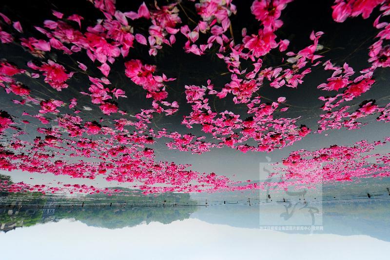 风雨无情摧桃花 落红有意洒西湖
