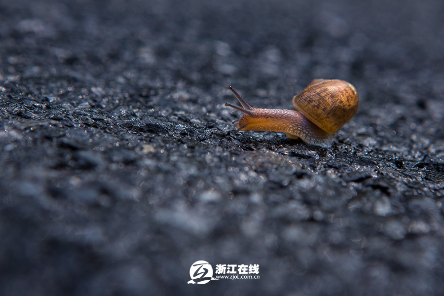一场春雨 蜗牛爬上马路透气-最低气温,相对湿