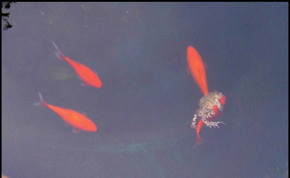 超懒青蛙不想动 趴在金鱼背上搭便车-搭便