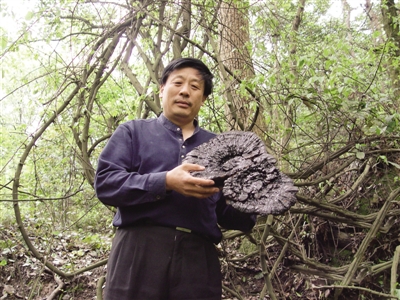 "灰树花之父"