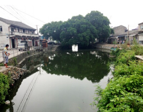 安阳,仙降街道"黑臭河"整治进度快