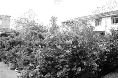 �ΰ��μ�ͥԺ�����˱Ǵ�����Ŀ����¶ ��